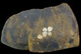 Fossil Flowering Plant Reproductive Structure - North Dakota #96889-1